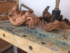 00.05b.MorganMacLean.2018 thumbnail